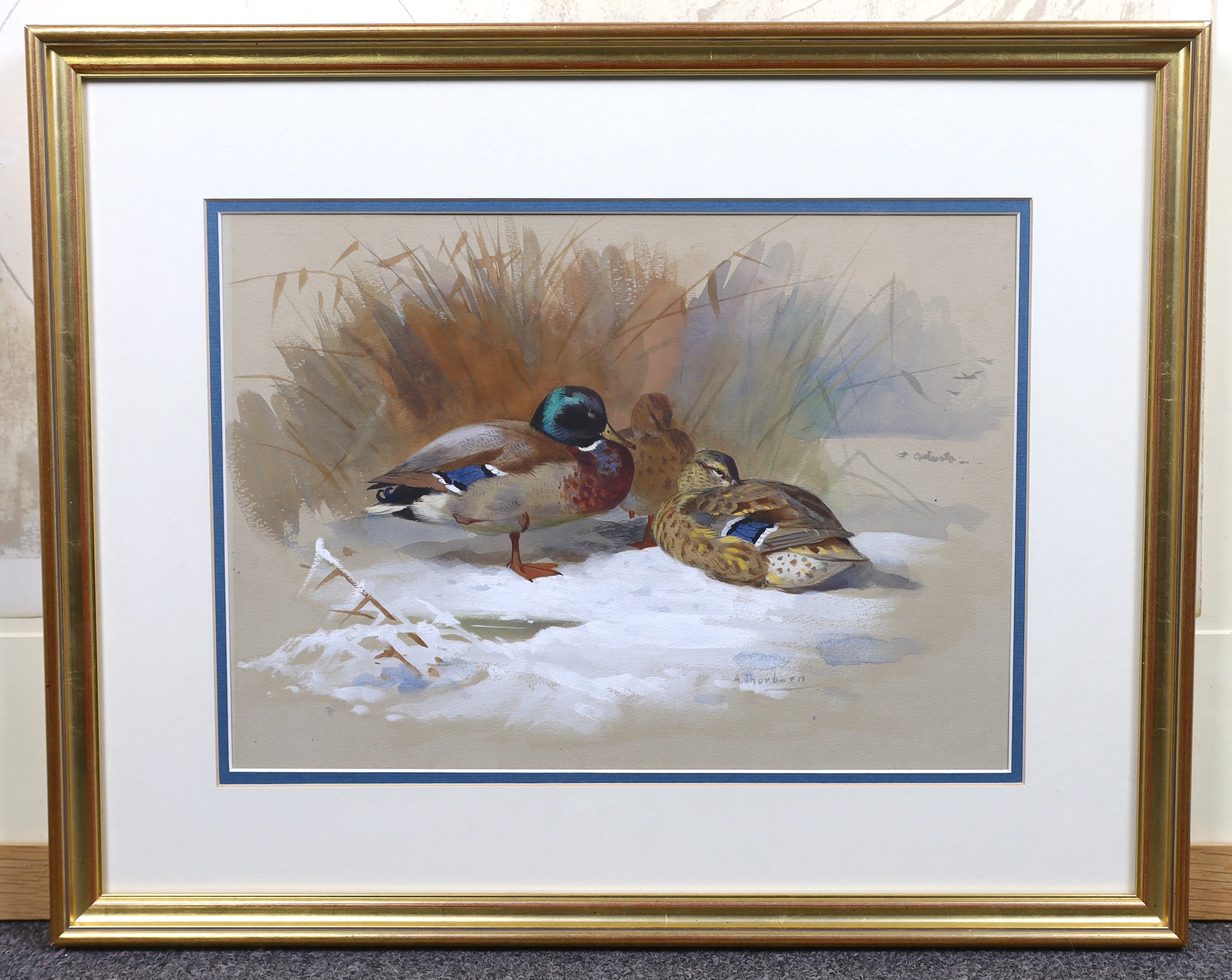 Archibald Thorburn (British, (1860-1935), Mallard in winter, gouache and watercolour, 24 x 34cm